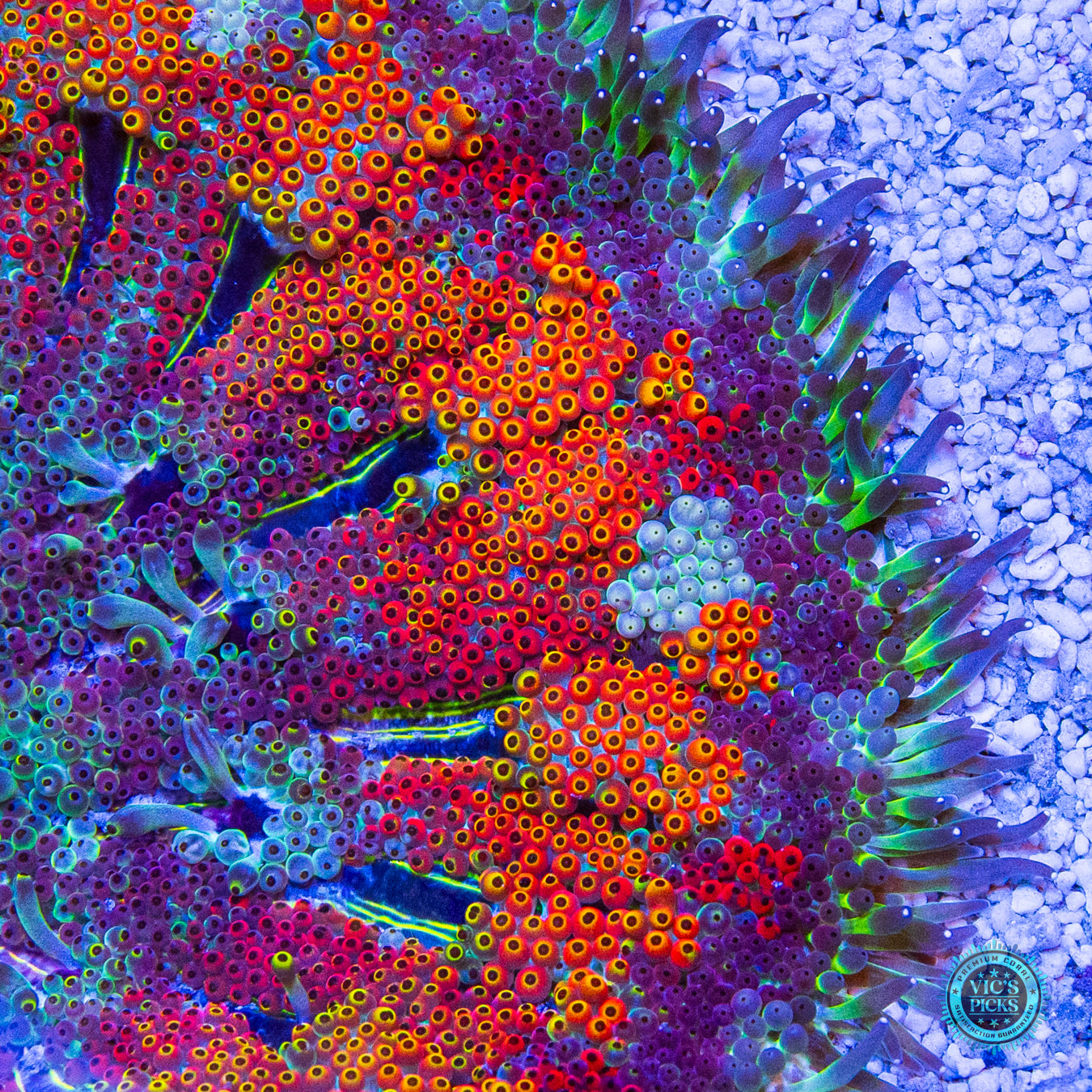 Secret to Immortality Mini Maxi Anemone