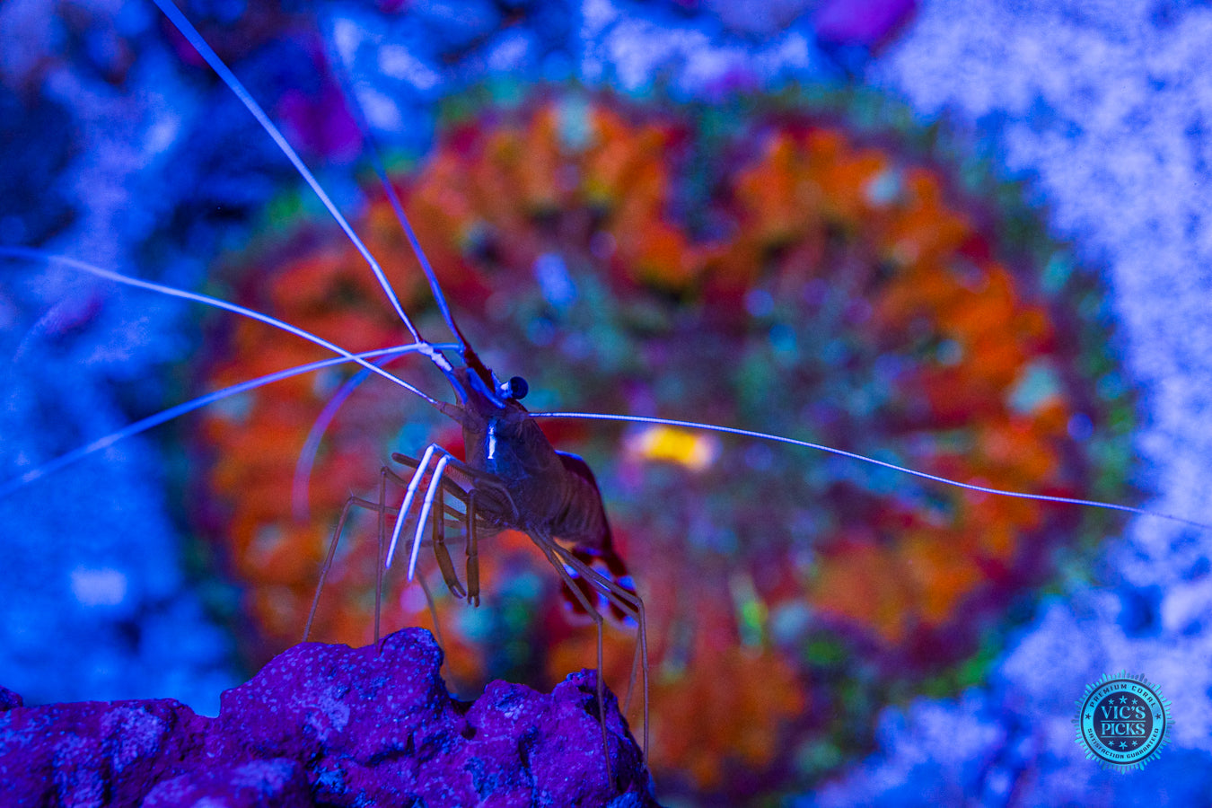 Secret to Immortality Mini Maxi Anemone