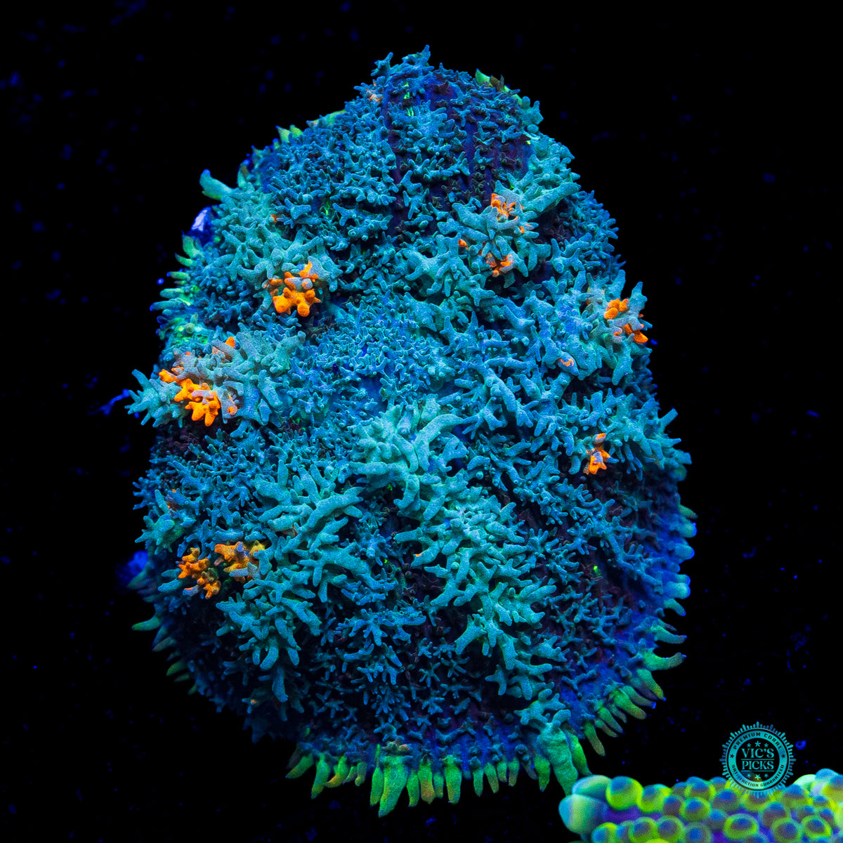 Moon Phaser Rhodactis Mushroom