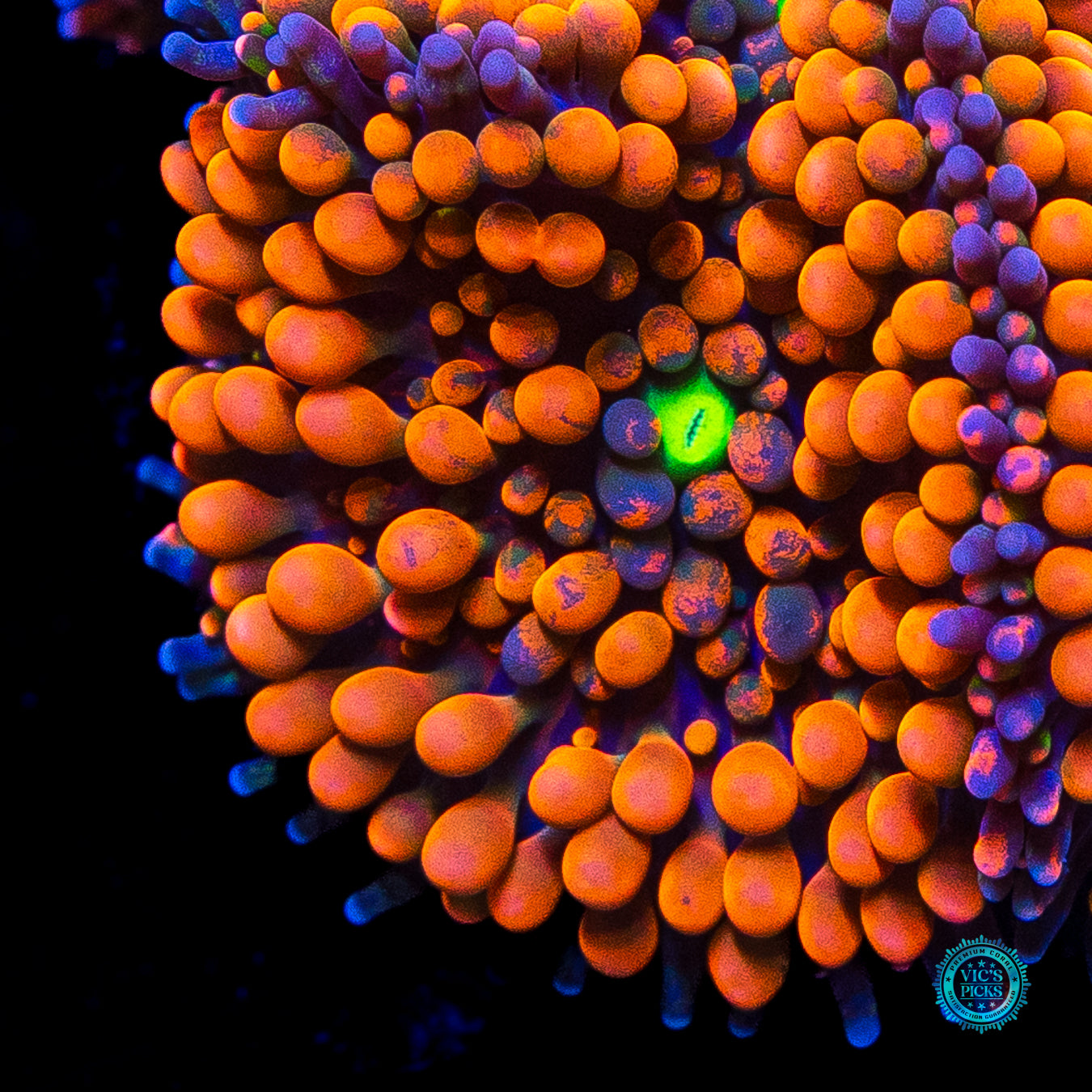 LG Rainbow Rim Ricordea Mushroom