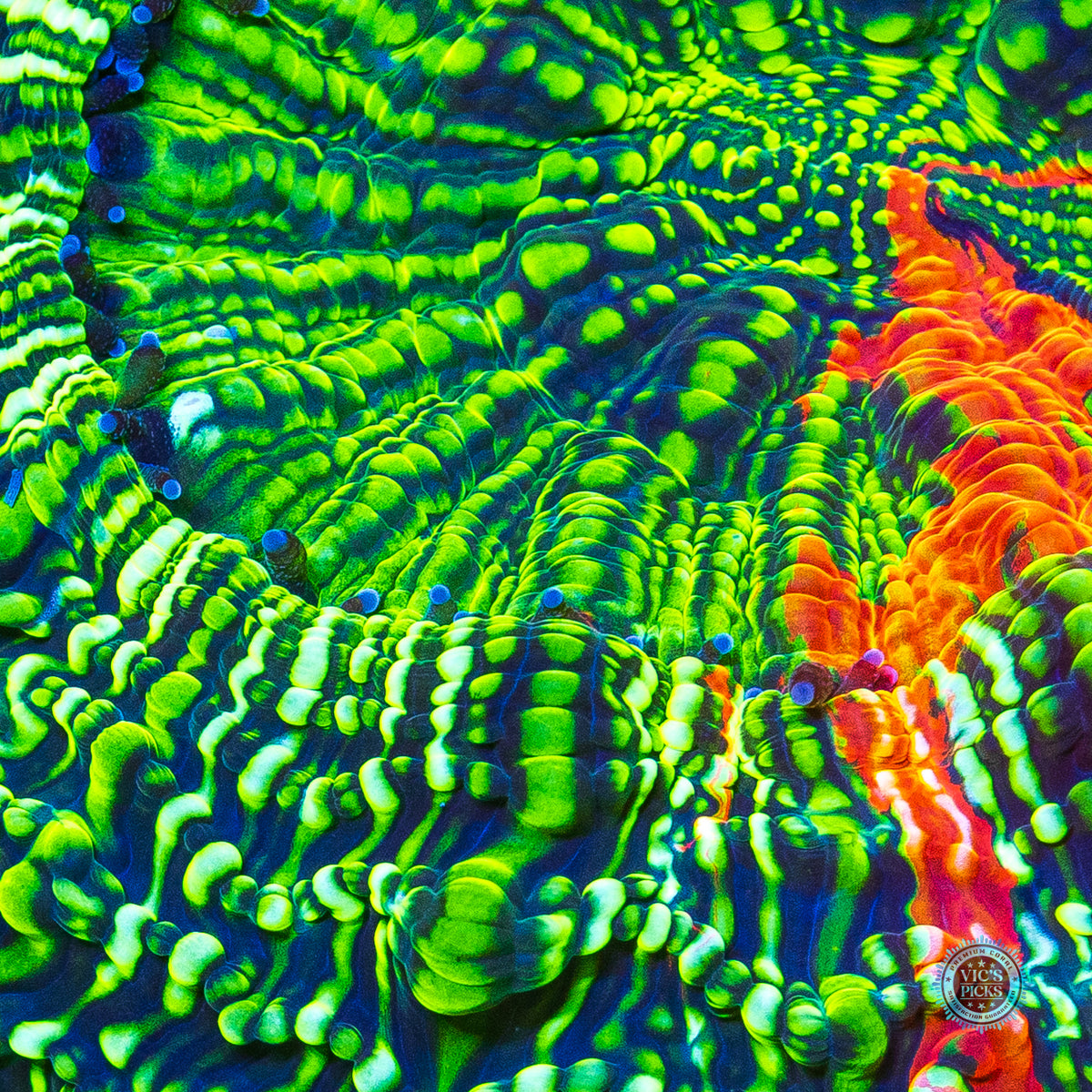 Prime Time Acanthophyllia