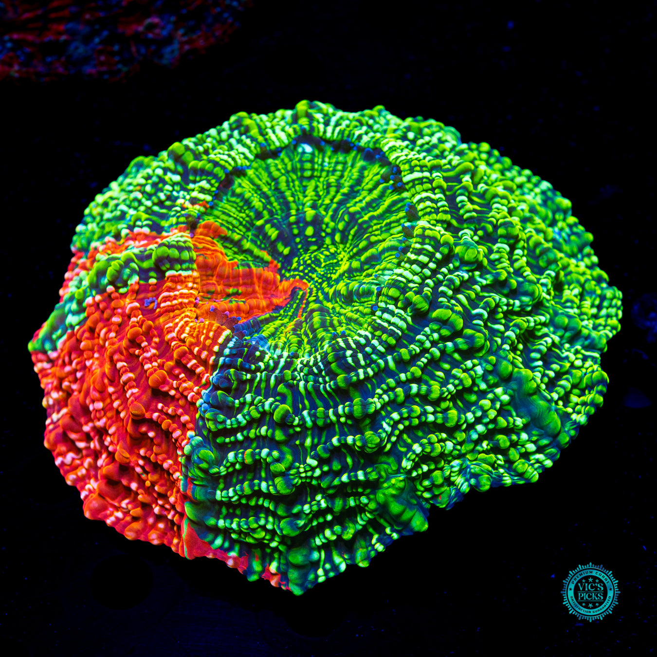 Prime Time Acanthophyllia