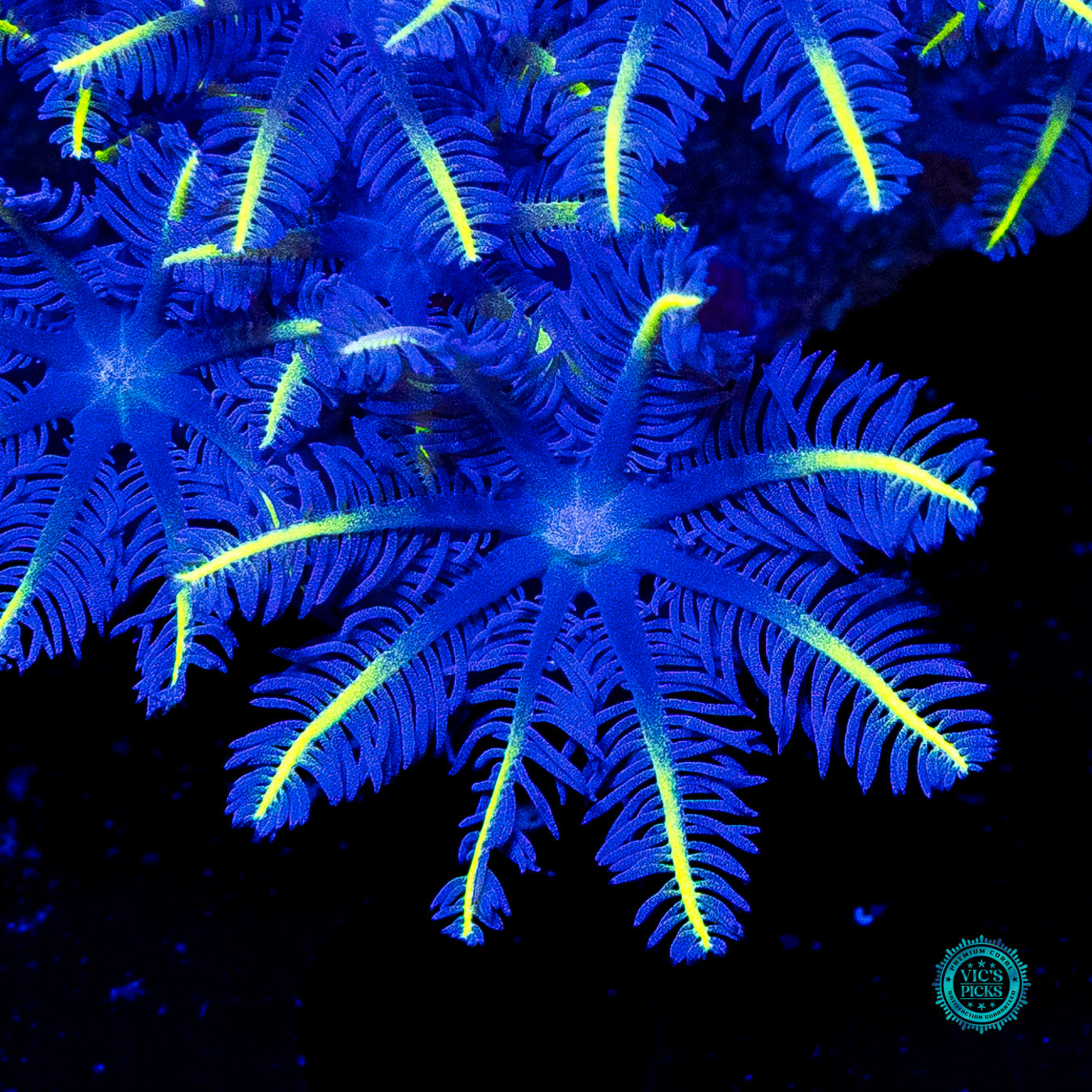 Lemon Tipped Clove Polyps