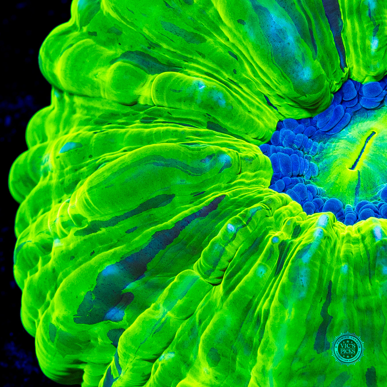 Toxic Cloud Cynarina