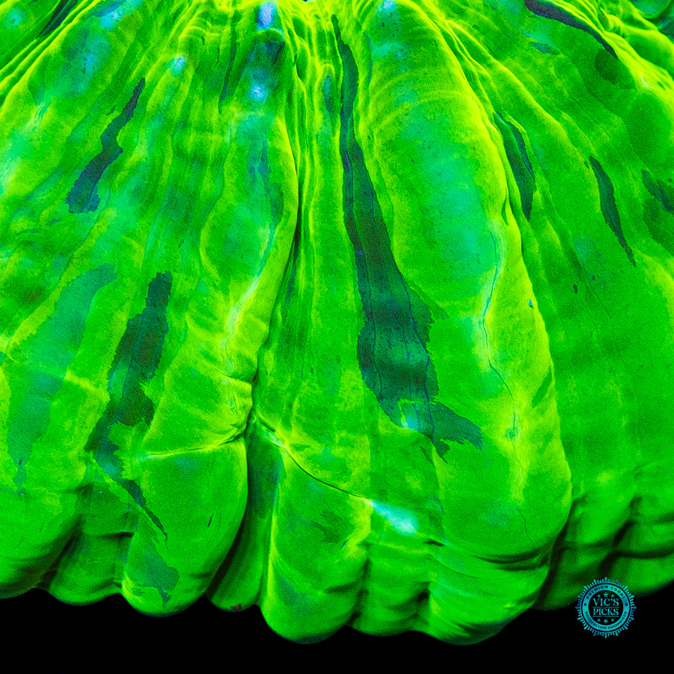 Toxic Cloud Cynarina