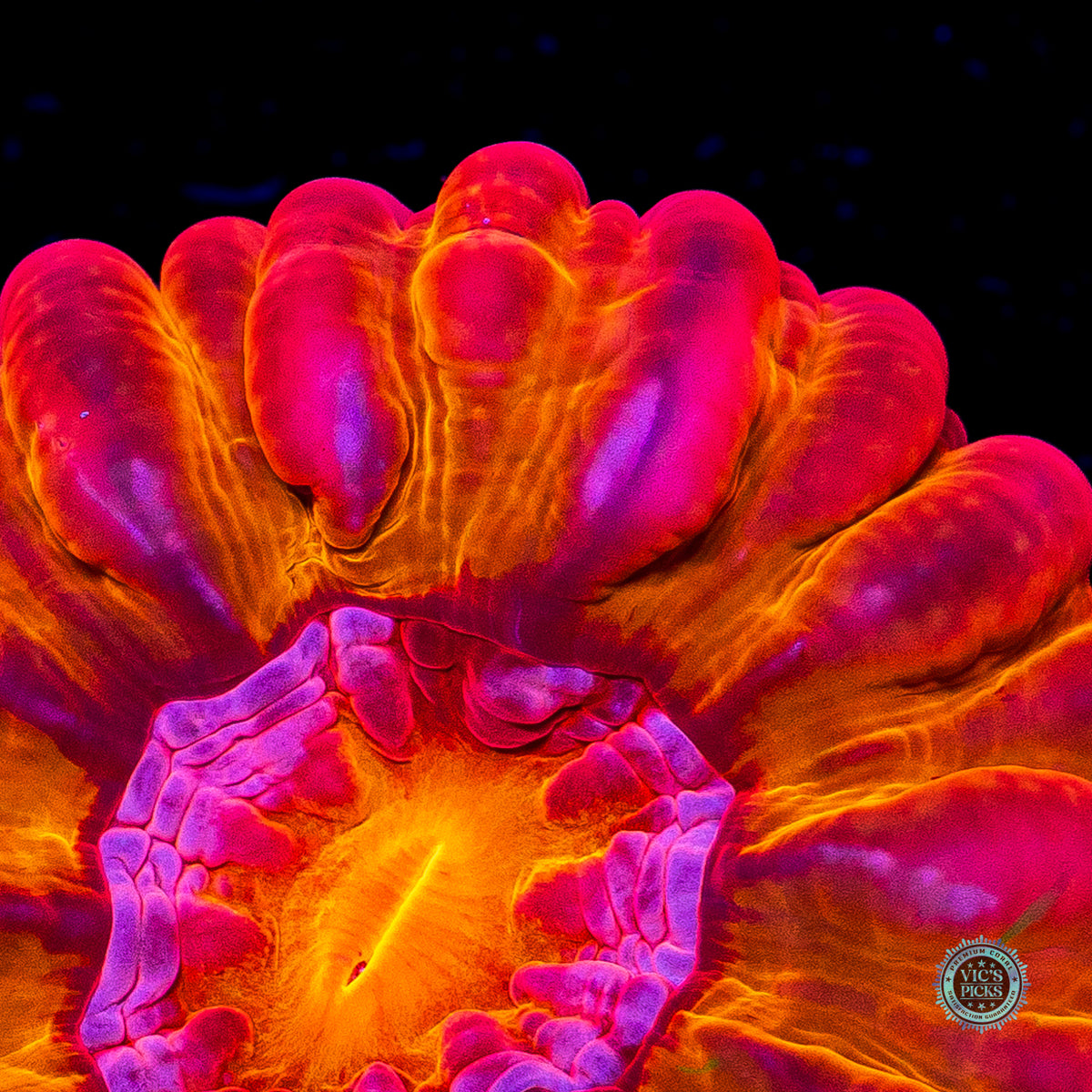 Bomba Fuego Cynarina