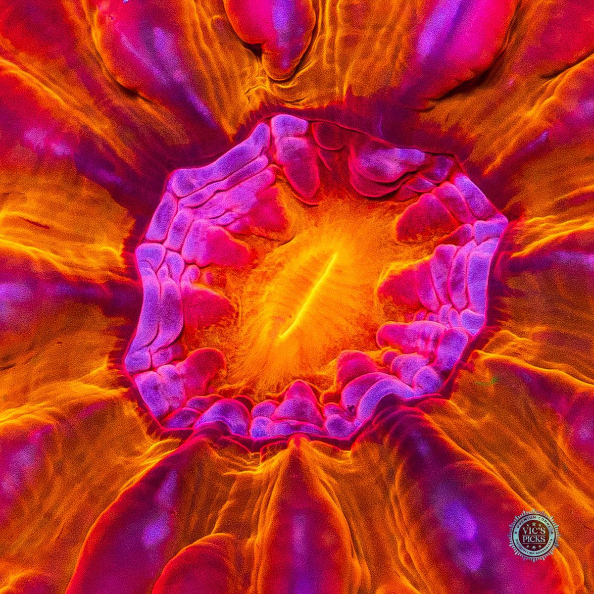 Bomba Fuego Cynarina
