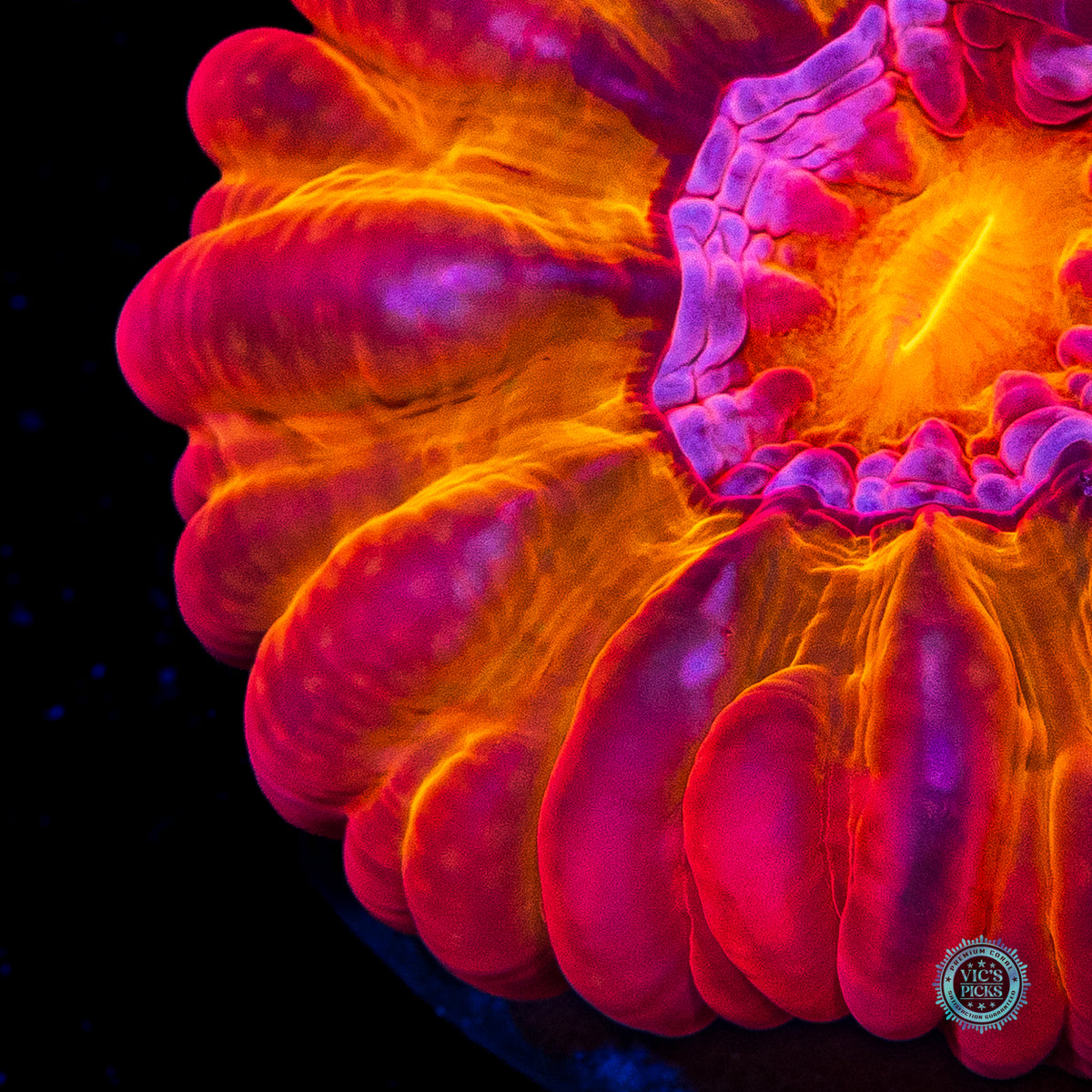 Bomba Fuego Cynarina