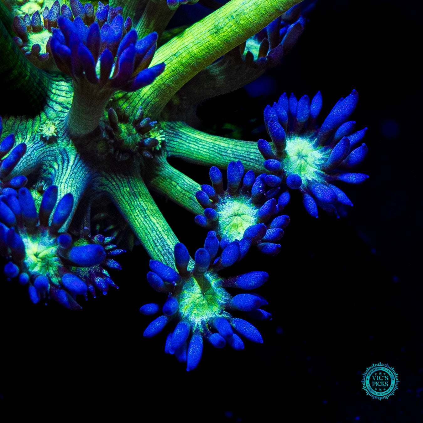 WWC Shadow Flame Goniopora