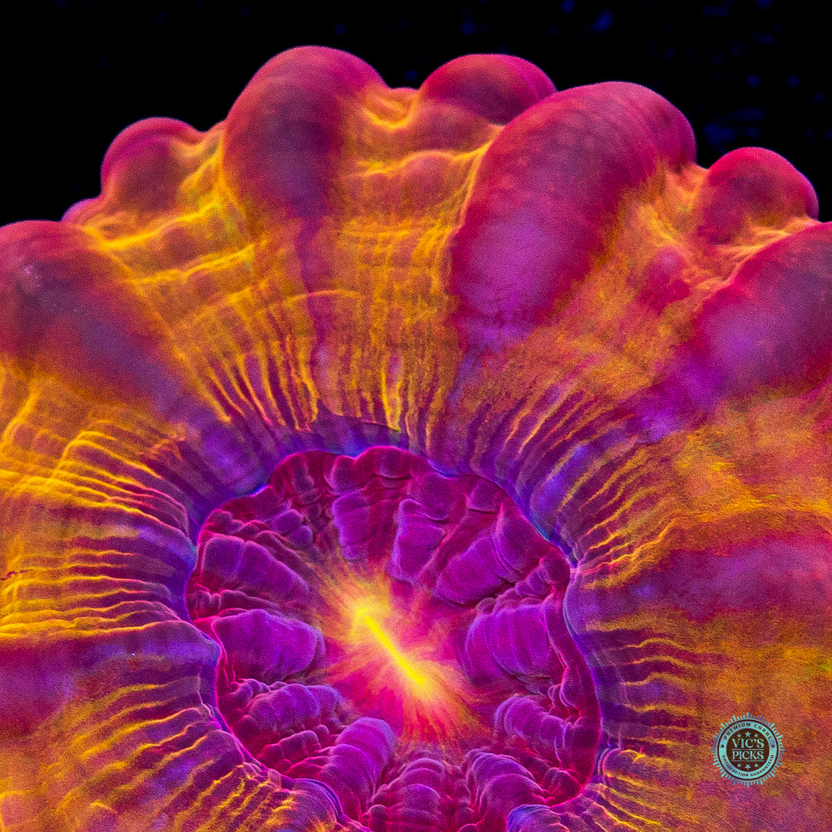 Blood Orange Cynarina