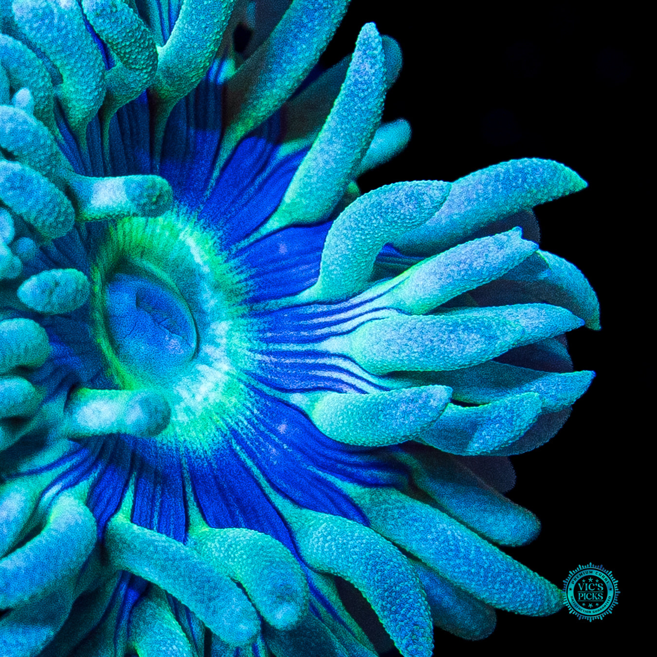 WWC Sapphire Halo Duncan
