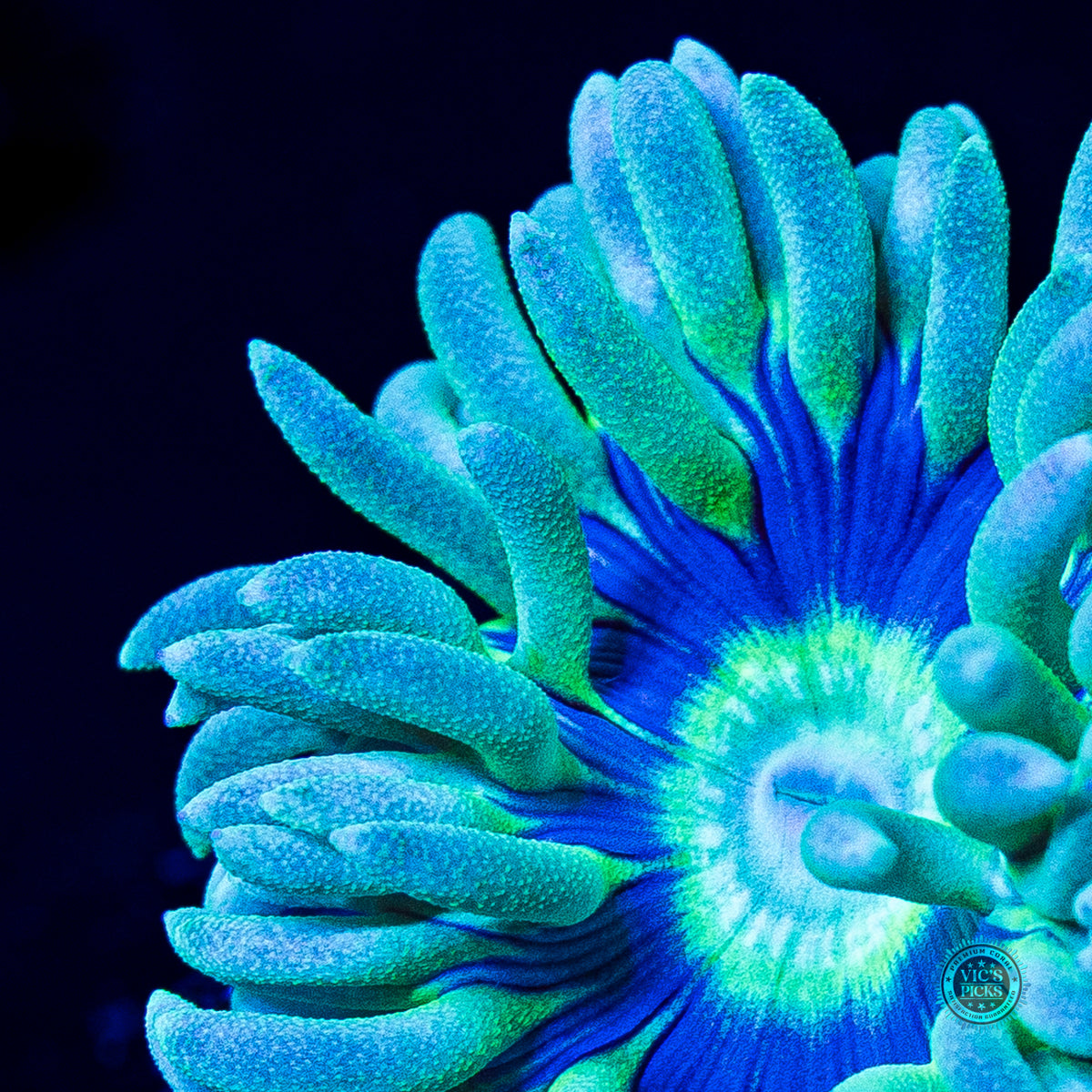 WWC Sapphire Halo Duncan