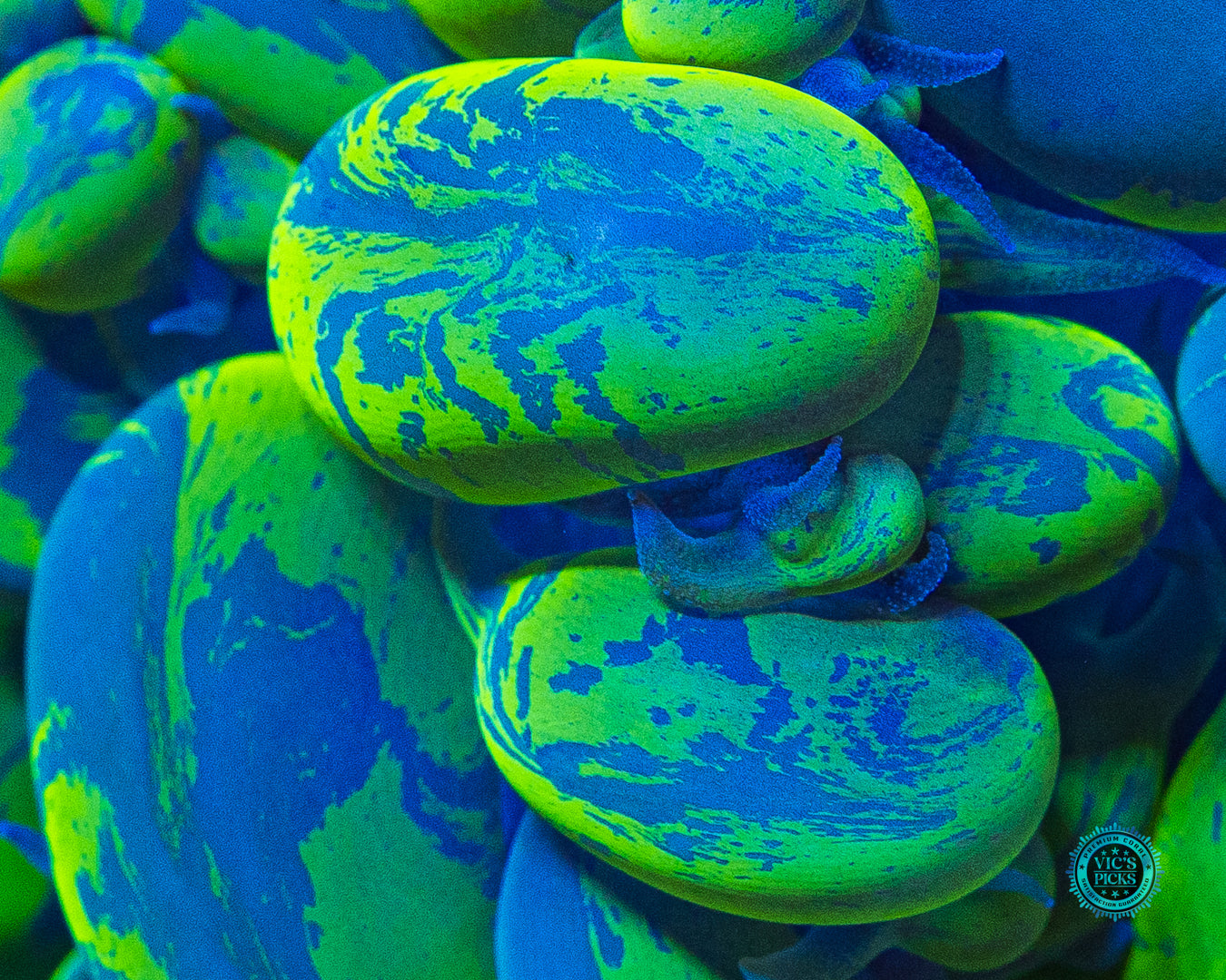 XXXXL Neon Splatter Bubble