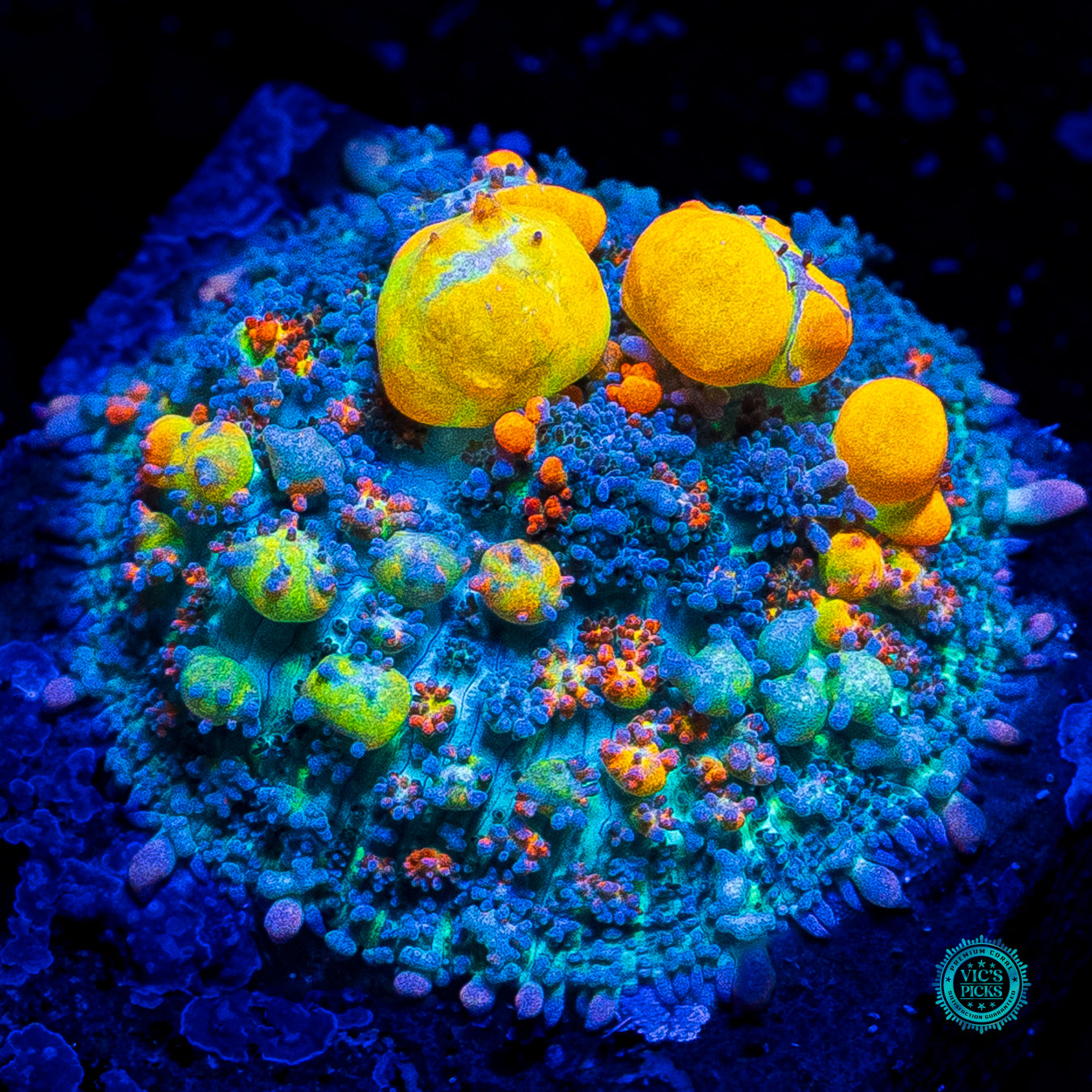 WWC OG Bounce Mushroom