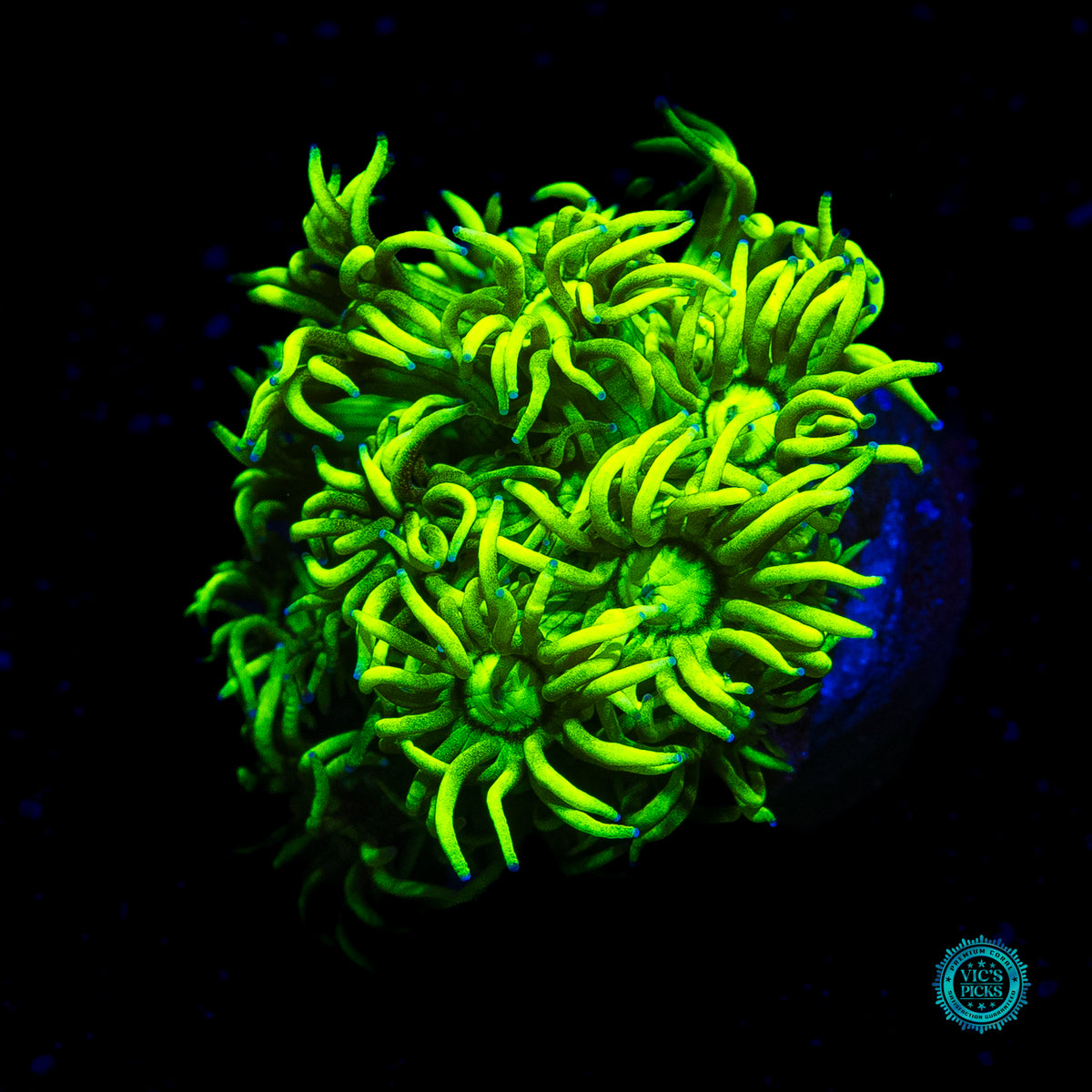 WWC Sky's Neon Freon Goniopora