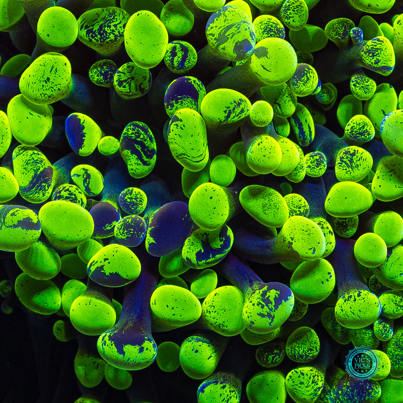 WWC Neon Splatter Frammer
