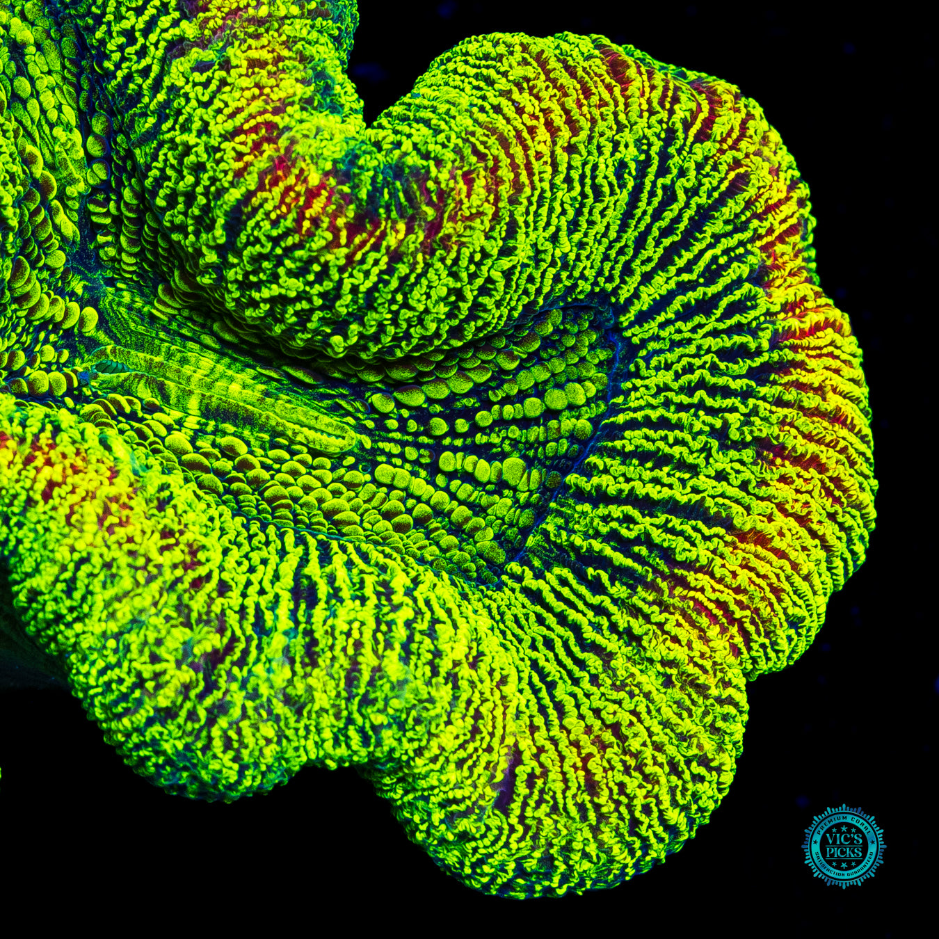 Kryptonite Trachyphyllia