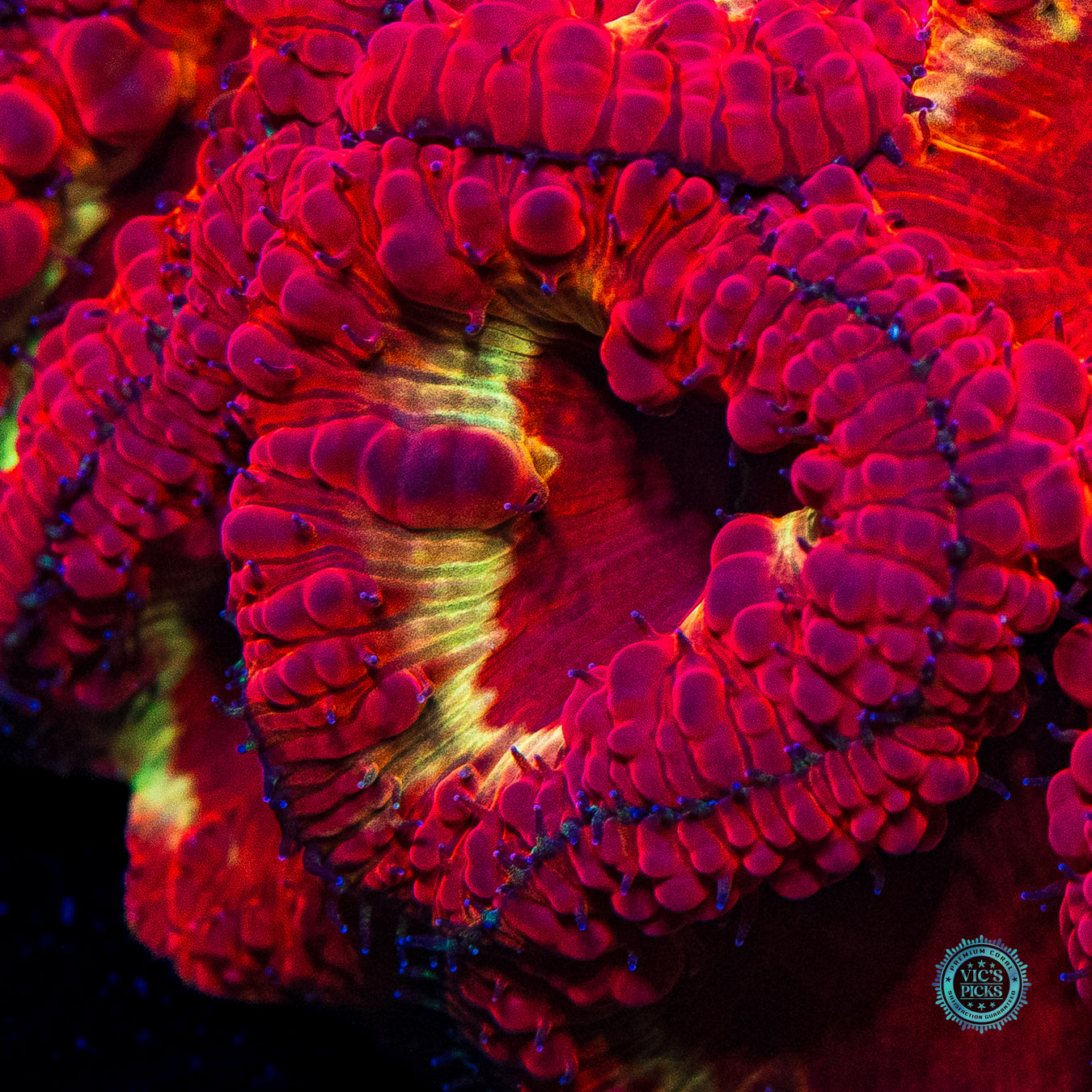 Molten Iron Rings Blastomussa