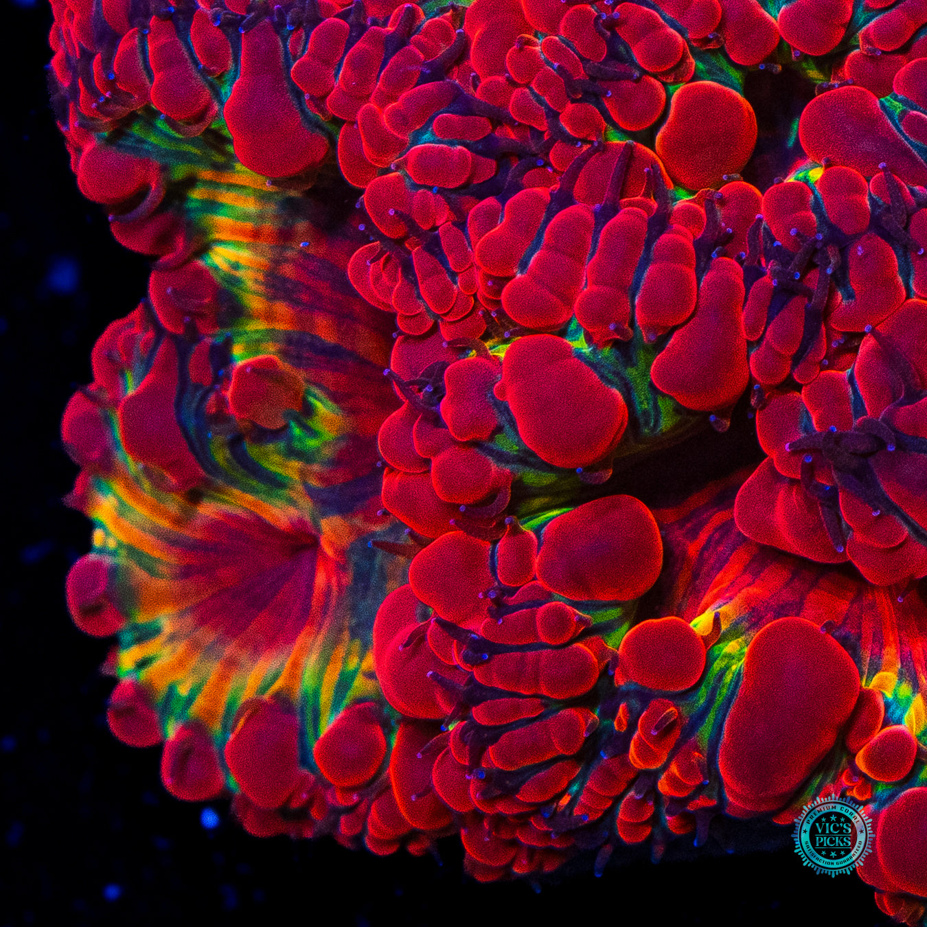 Fire Orchid Blastomussa