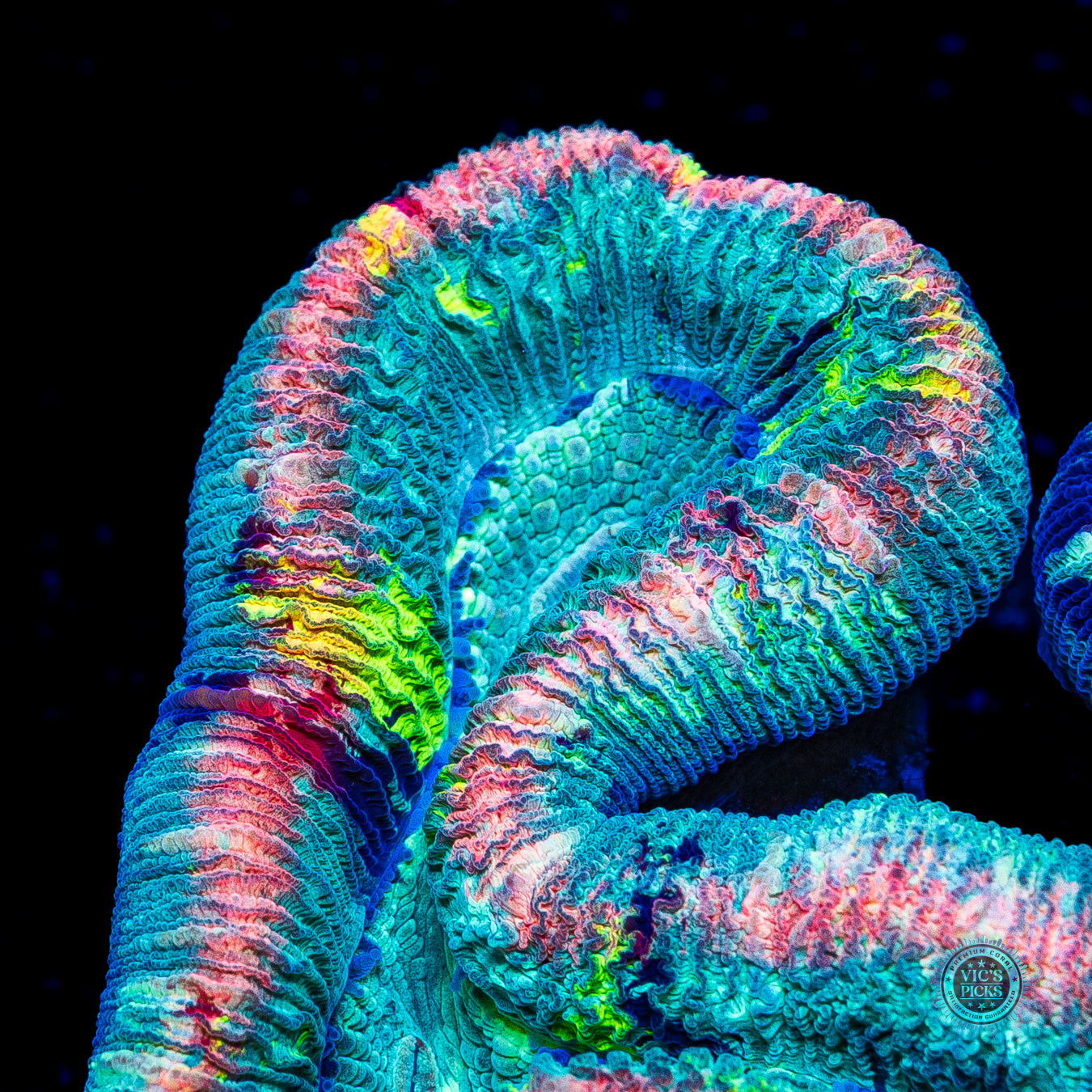 Rainbow Rim Trachyphyllia