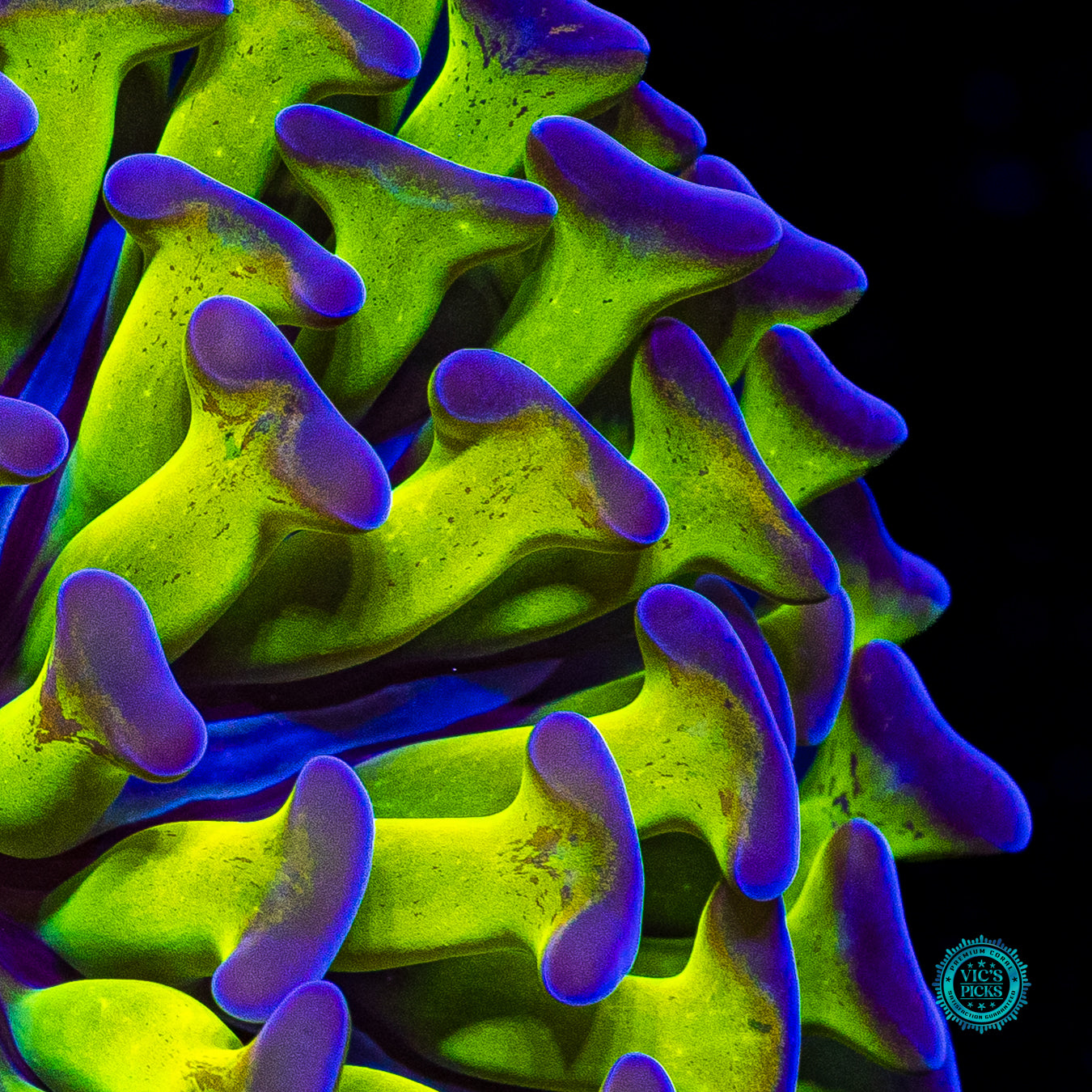 Sin City Neon Branching Hammer