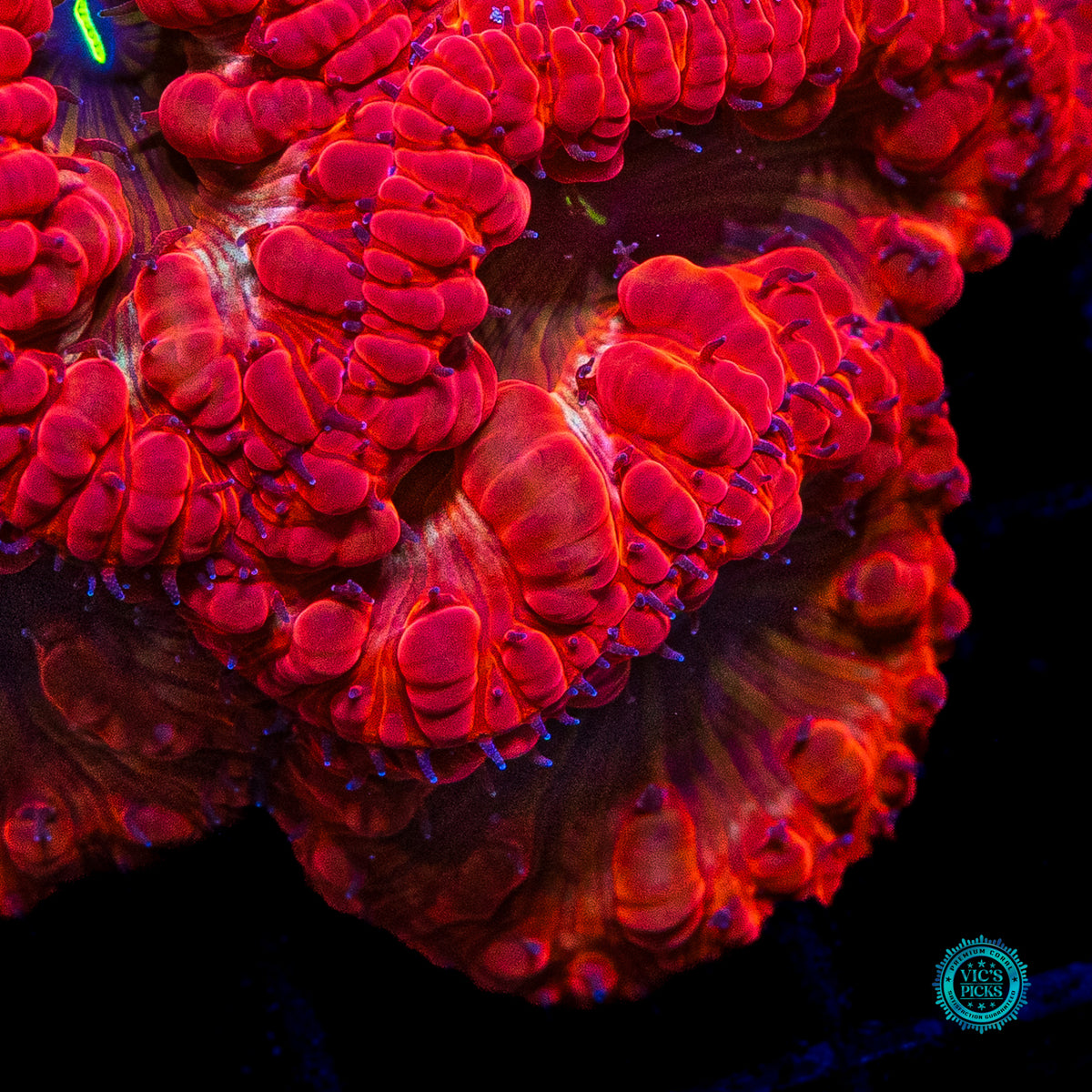 Crimson Crusader Blastomussa