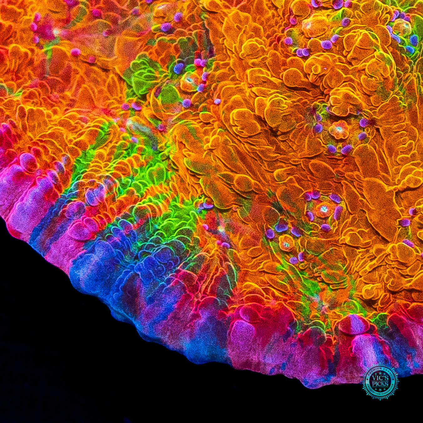 POTO Rainbow Peacock Chalice