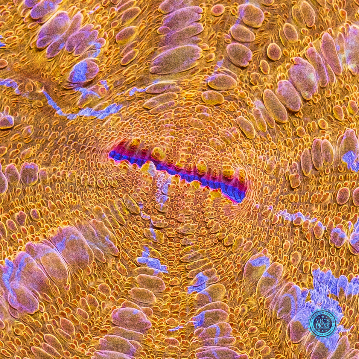 Golden Mountain Acanthophyllia