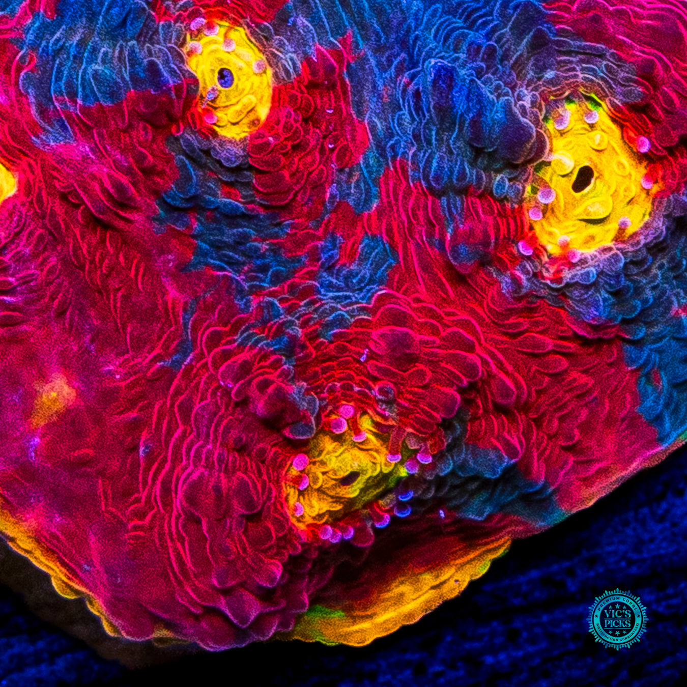 WWC Jelly Bean Rainbow Chalice