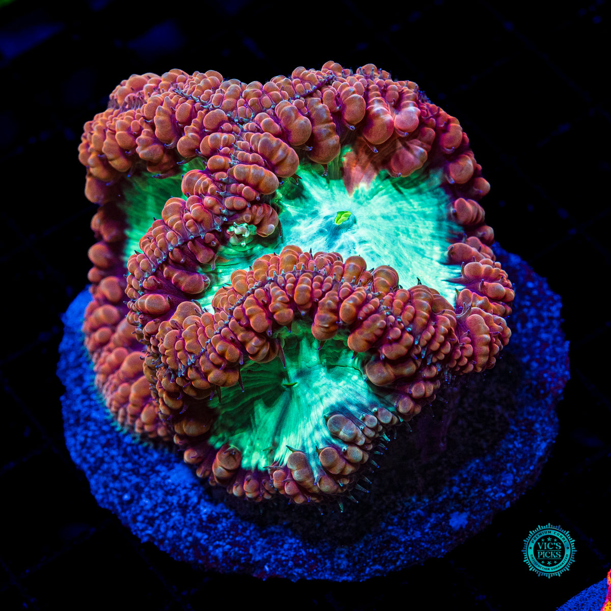 Lunar Storm Blastomussa