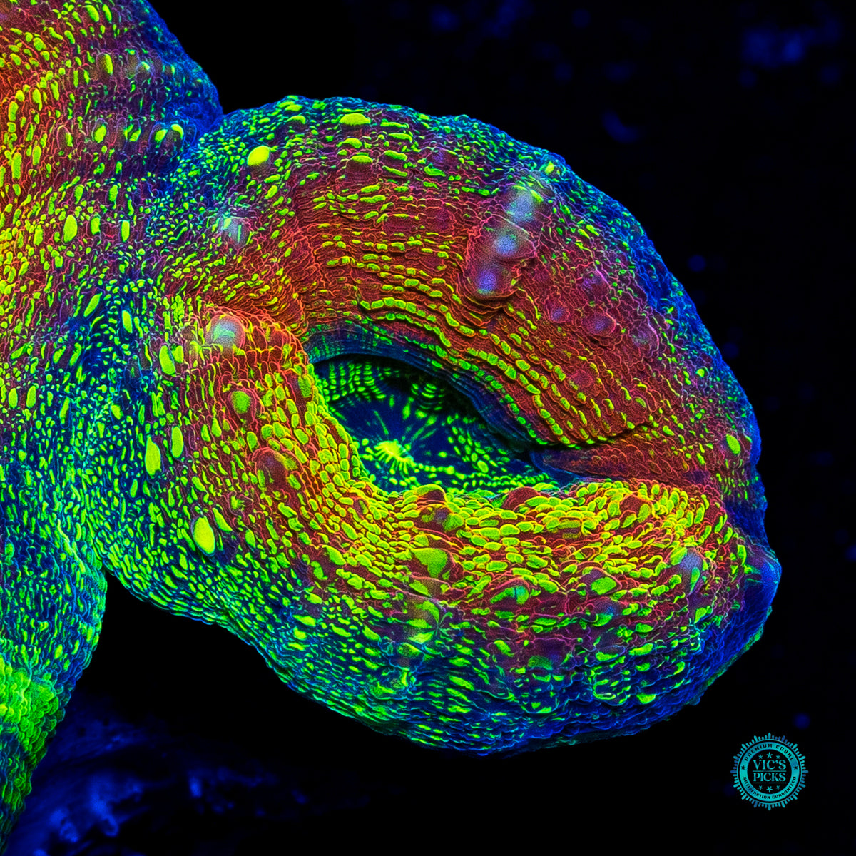 Alien Experiment Lobophyllia