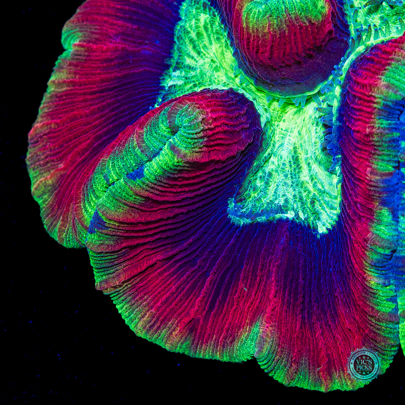 Christmas in July Trachyphyllia