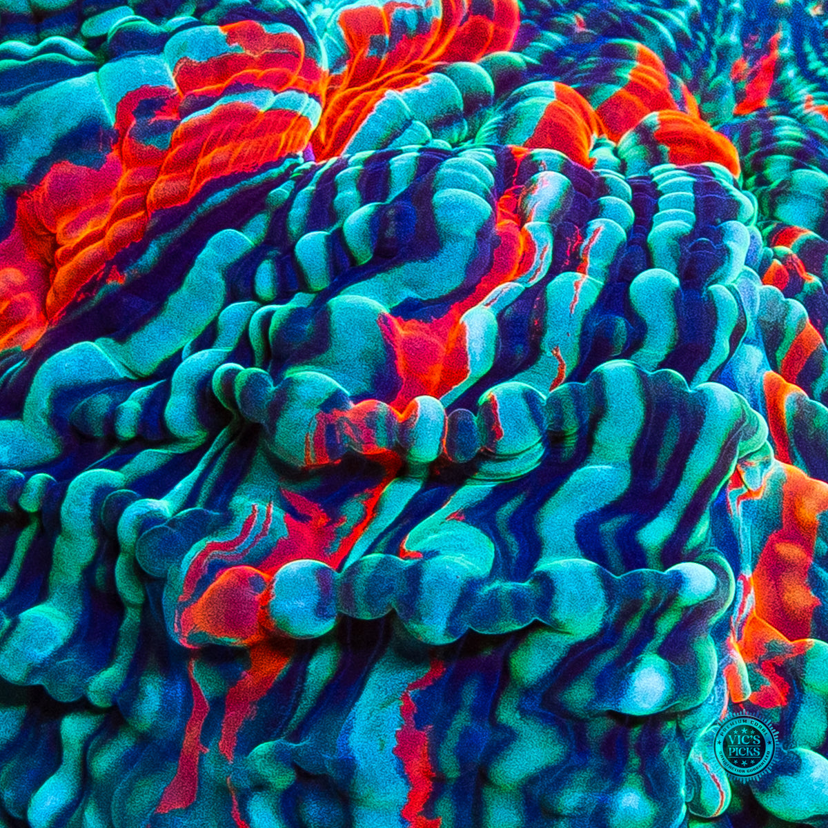 Psychedelic Whirlpool Acanthophyllia