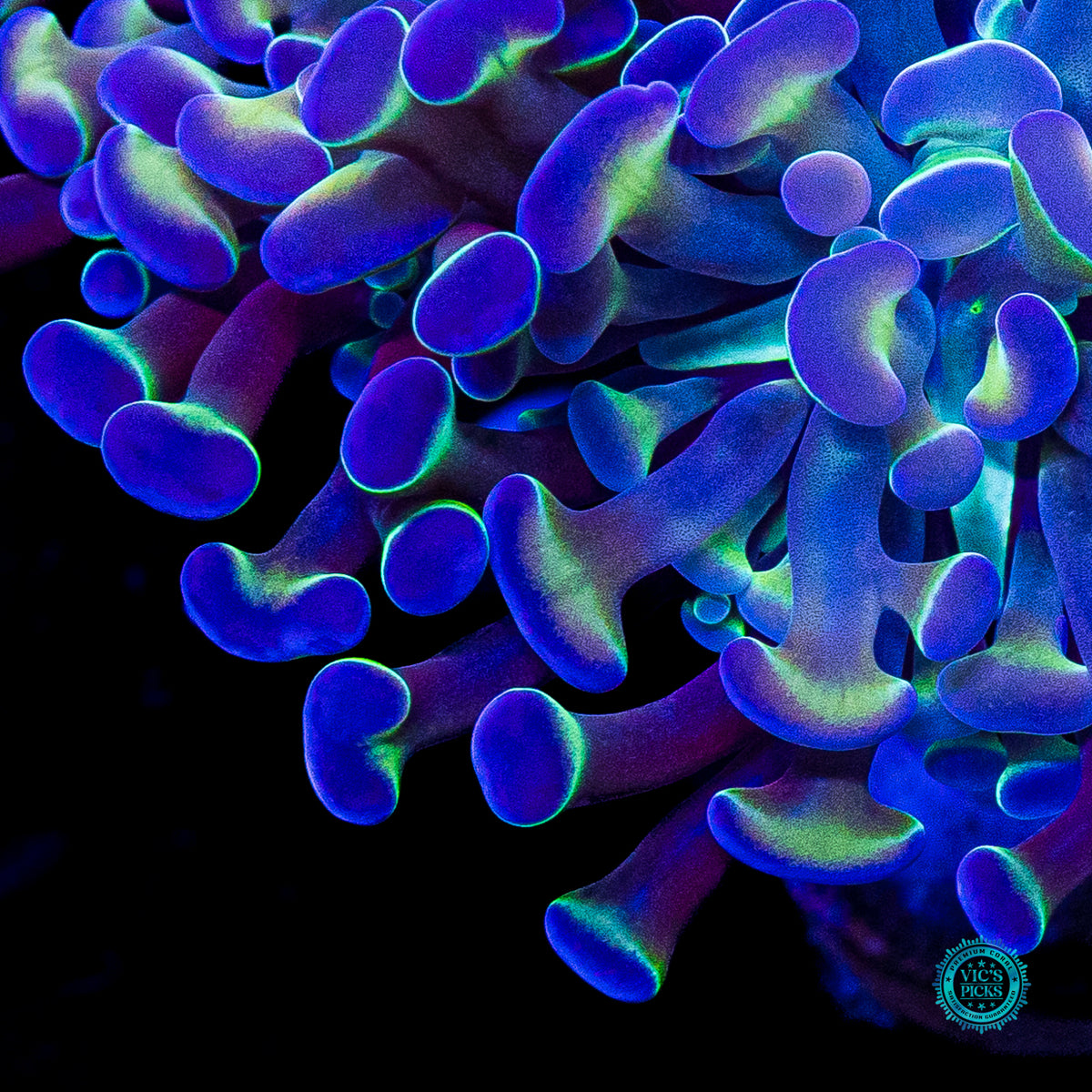 Hologram Branching Hammer
