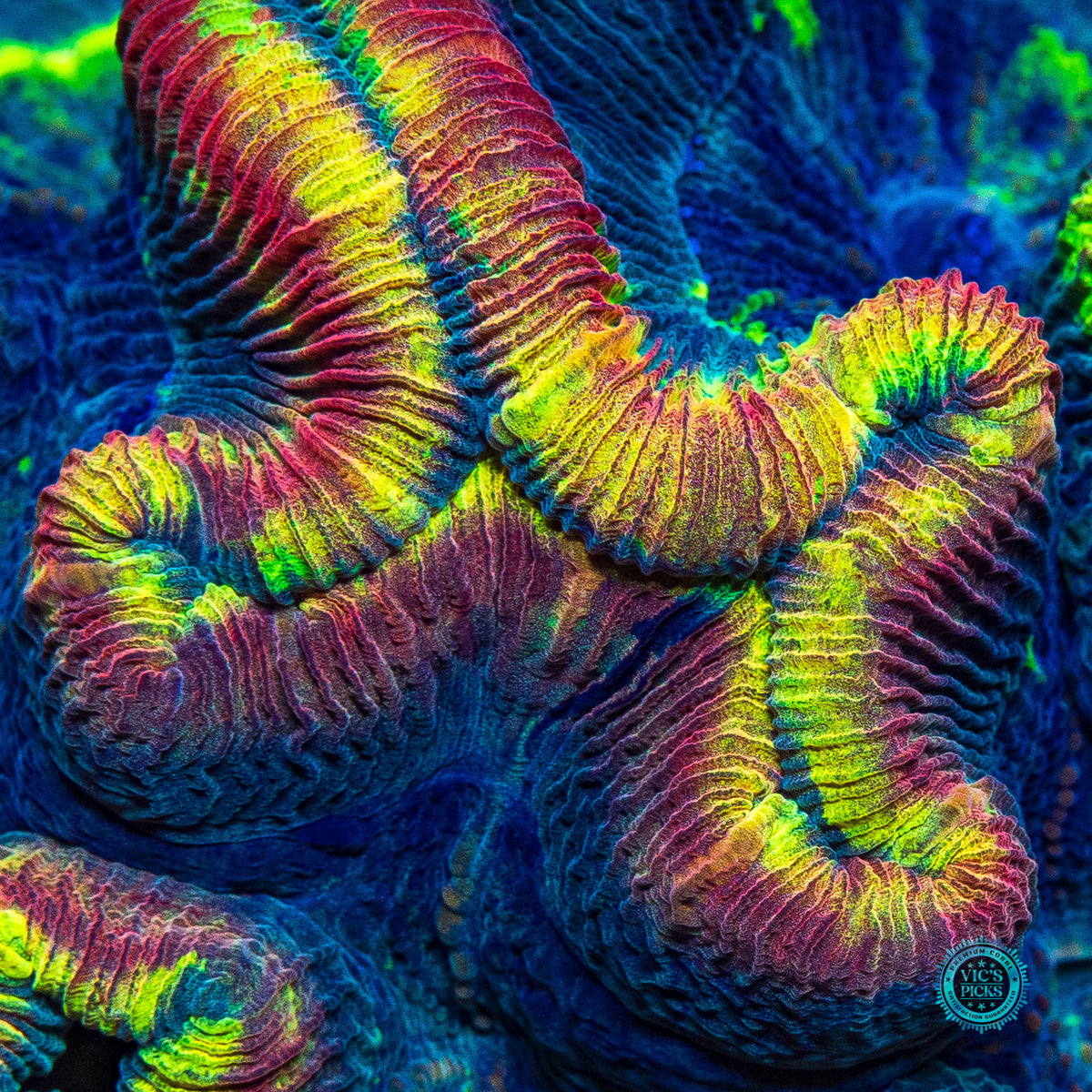 XL Rainbow Explosion Trachyphyllia