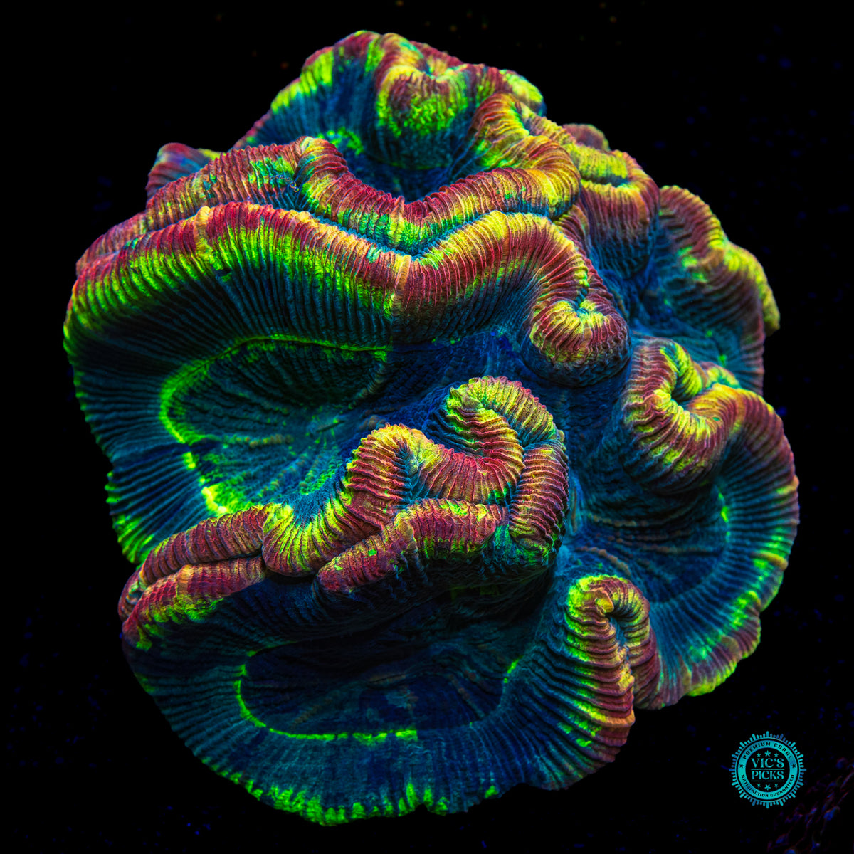 XL Rainbow Explosion Trachyphyllia