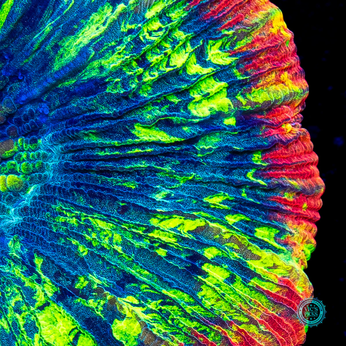 Heavenly Rainbow Trachyphyllia