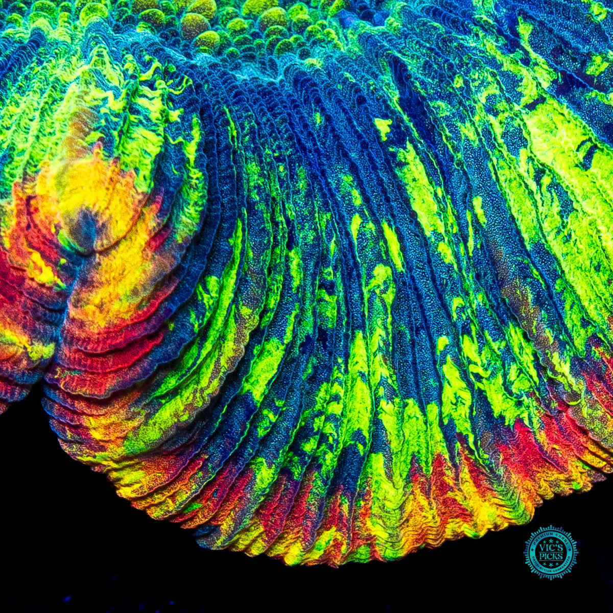 Heavenly Rainbow Trachyphyllia