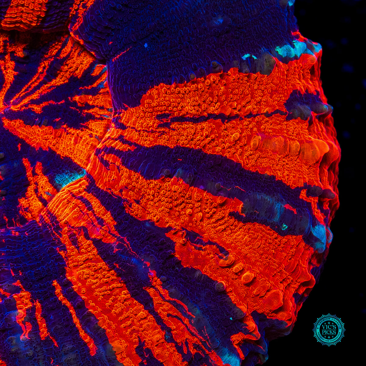 Flaming Pinwheel Warpaint Scolymia