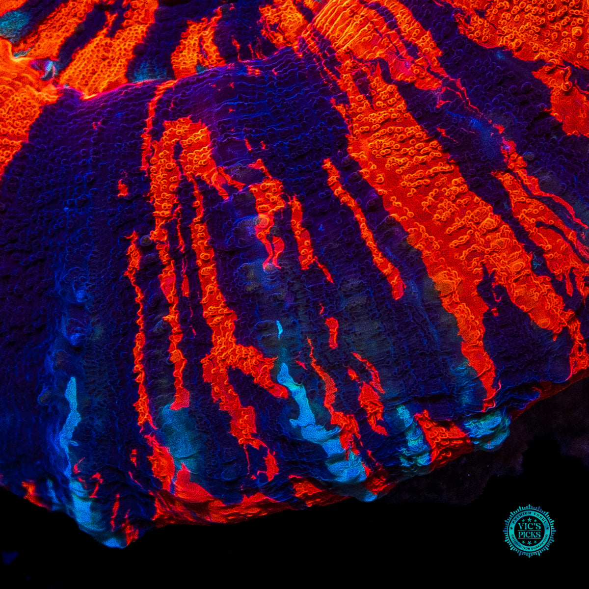 Flaming Pinwheel Warpaint Scolymia
