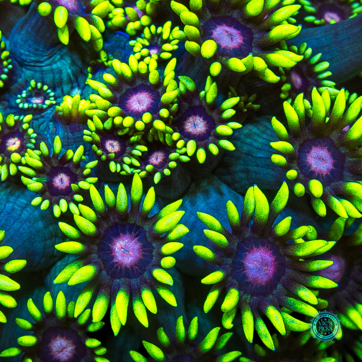 Poison Bomb Goniopora