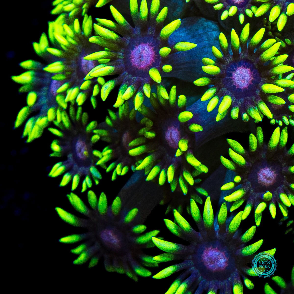 Poison Bomb Goniopora