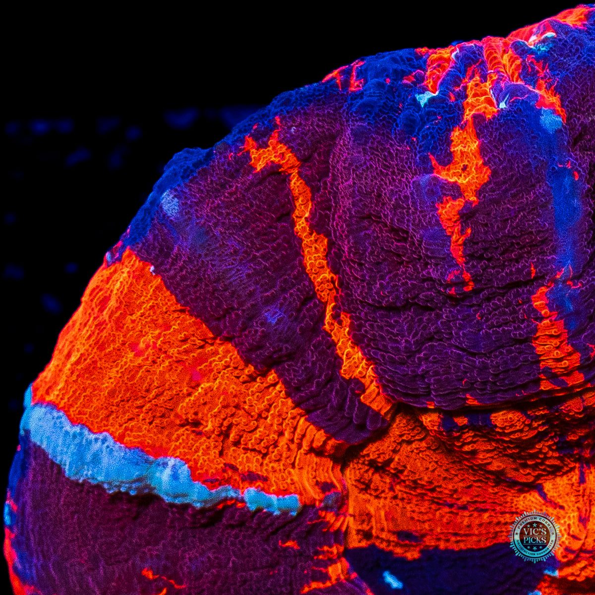 Berrylicious Warpaint Scolymia