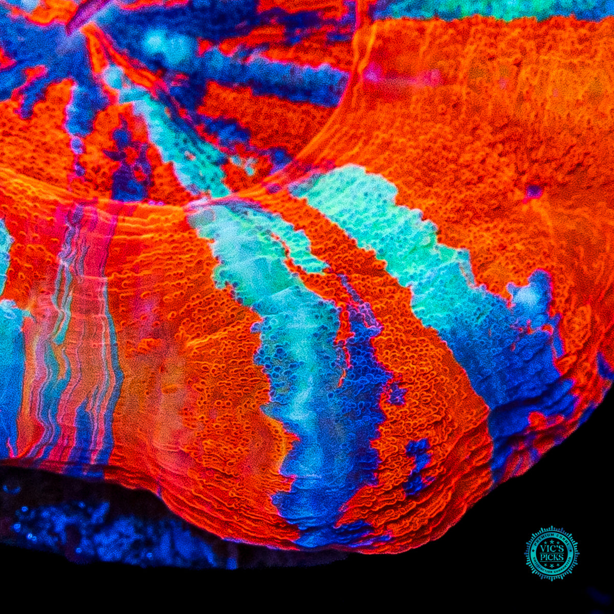 Holographic Warpaint Scolymia