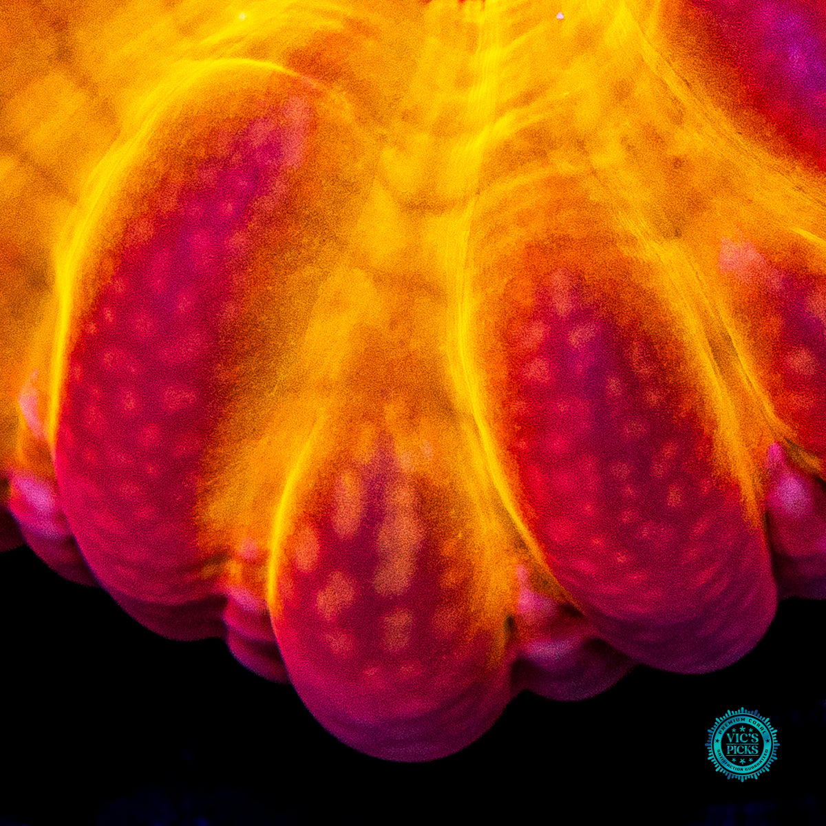 Eye of Sauron Cynarina