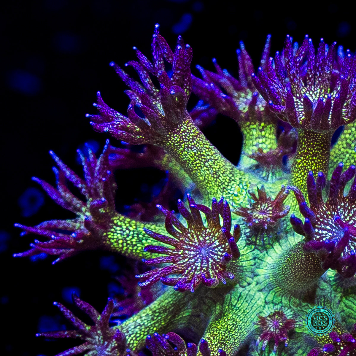 WWC Super Nova Glitter Goniopora