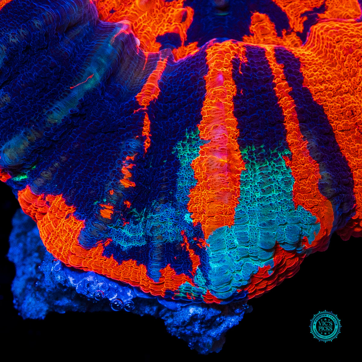 Frosted Fire Warpaint Scolymia