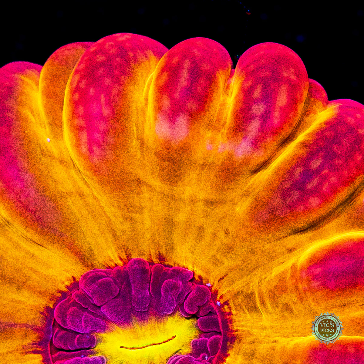 Eye of Sauron Cynarina