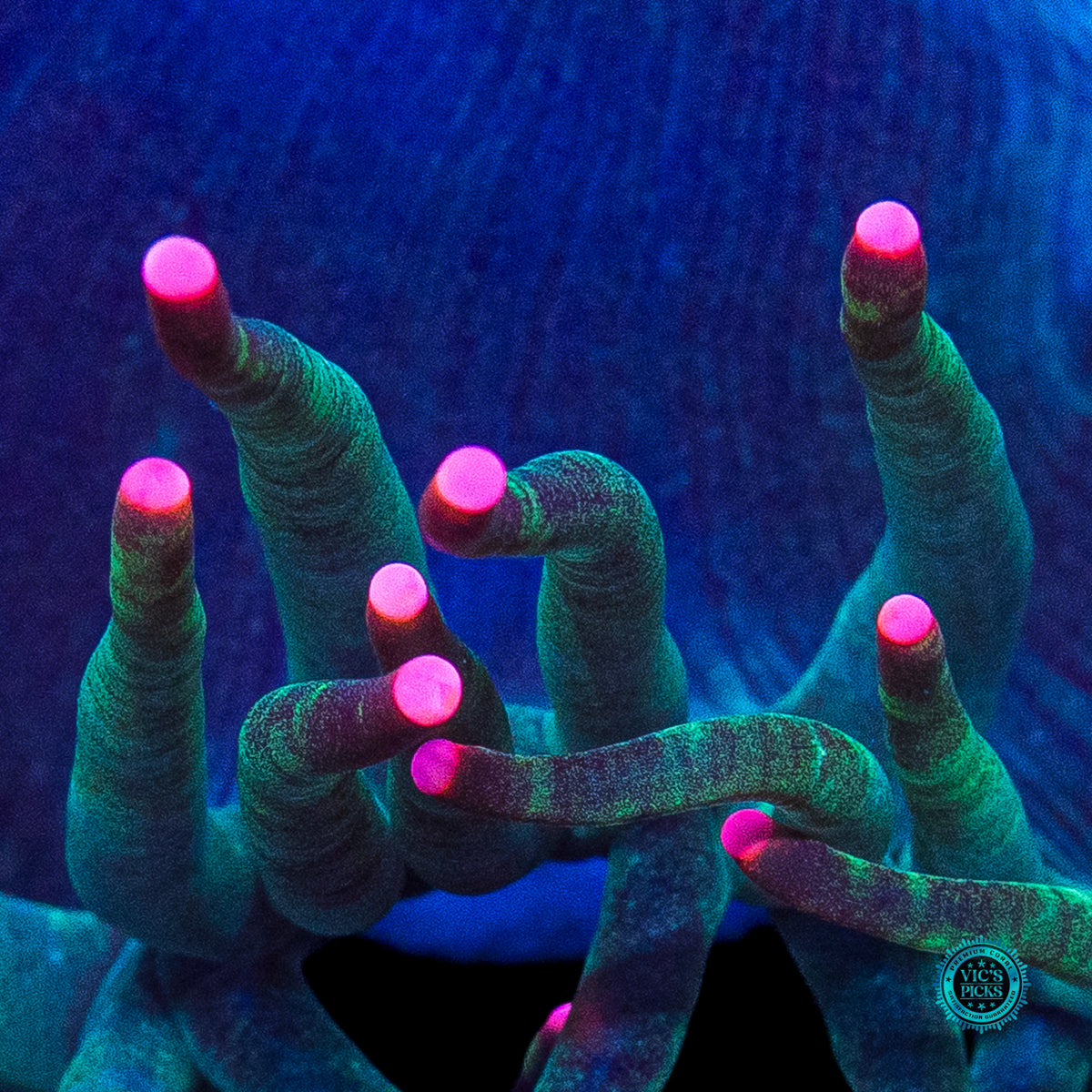 Hyper Pink Tipped Elegance
