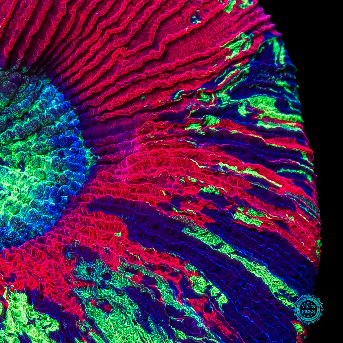 Fire Planet Trachyphyllia